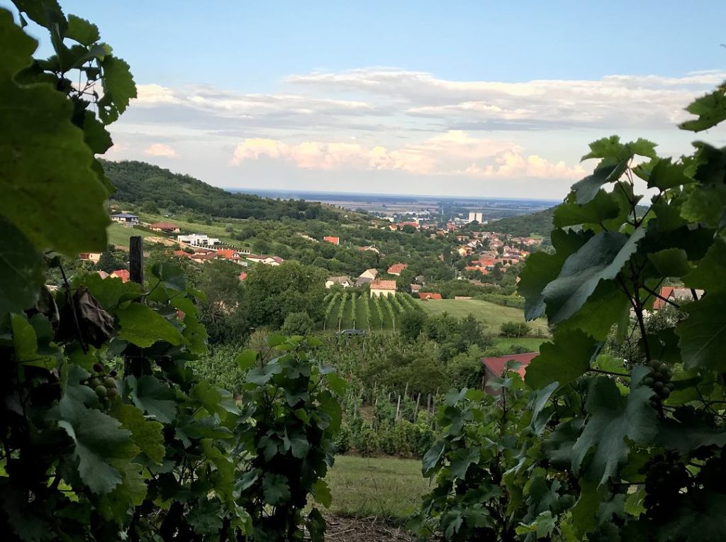 A legszebbek között a szekszárdi szőlőbirtokok