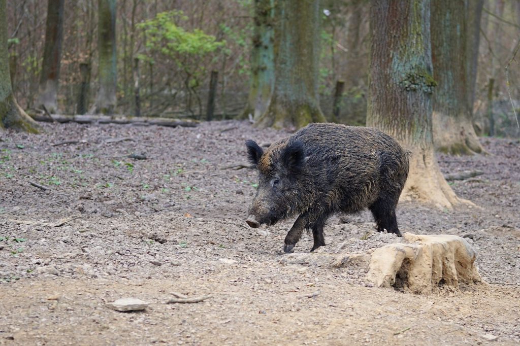 Figyelem, Szekszárd környékén terelővadászat lesz hétvégén