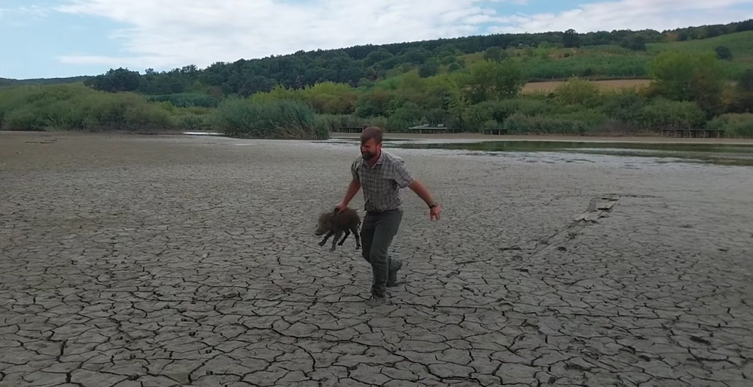 Videón, ahogy megmentik a kis vadmalac életét